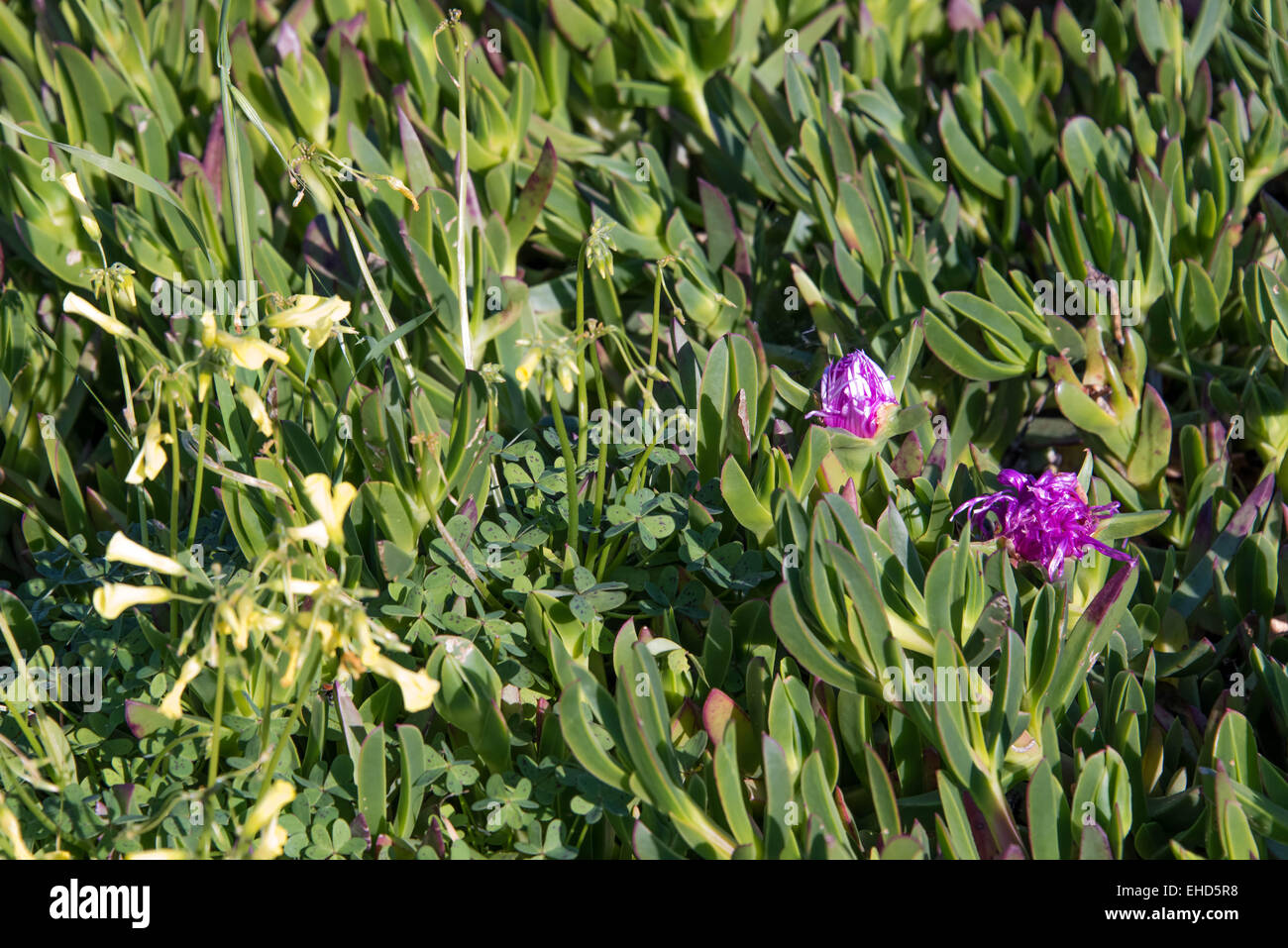 purple flowering aloe vera plants and yellow wild flowers Stock Photo