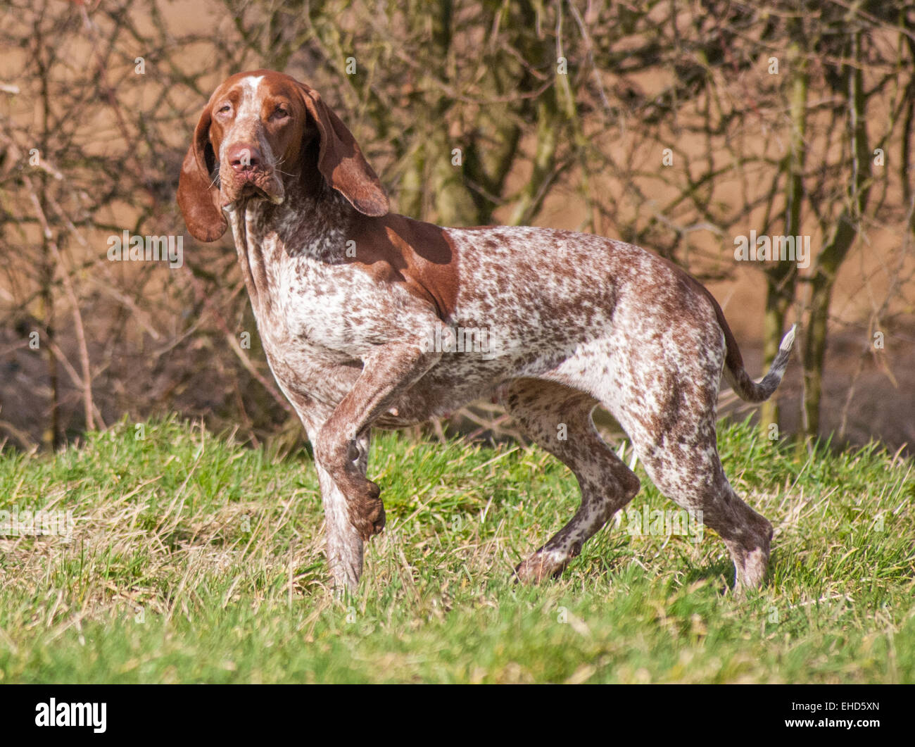 A Bracco Italiano, also called an Italian Pointer or Italian Pointing Dog Stock Photo