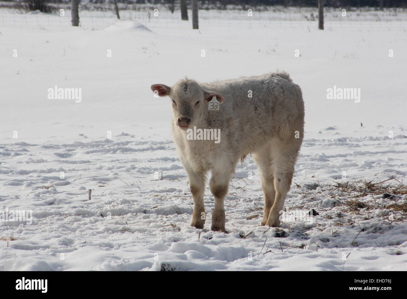 Cow in a snow covered feed transfer yard on a snowy, winter day Stock