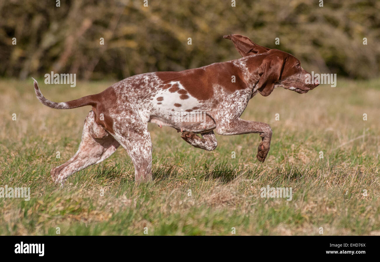 A Bracco Italiano, also called an Italian Pointer or Italian Pointing Dog Stock Photo
