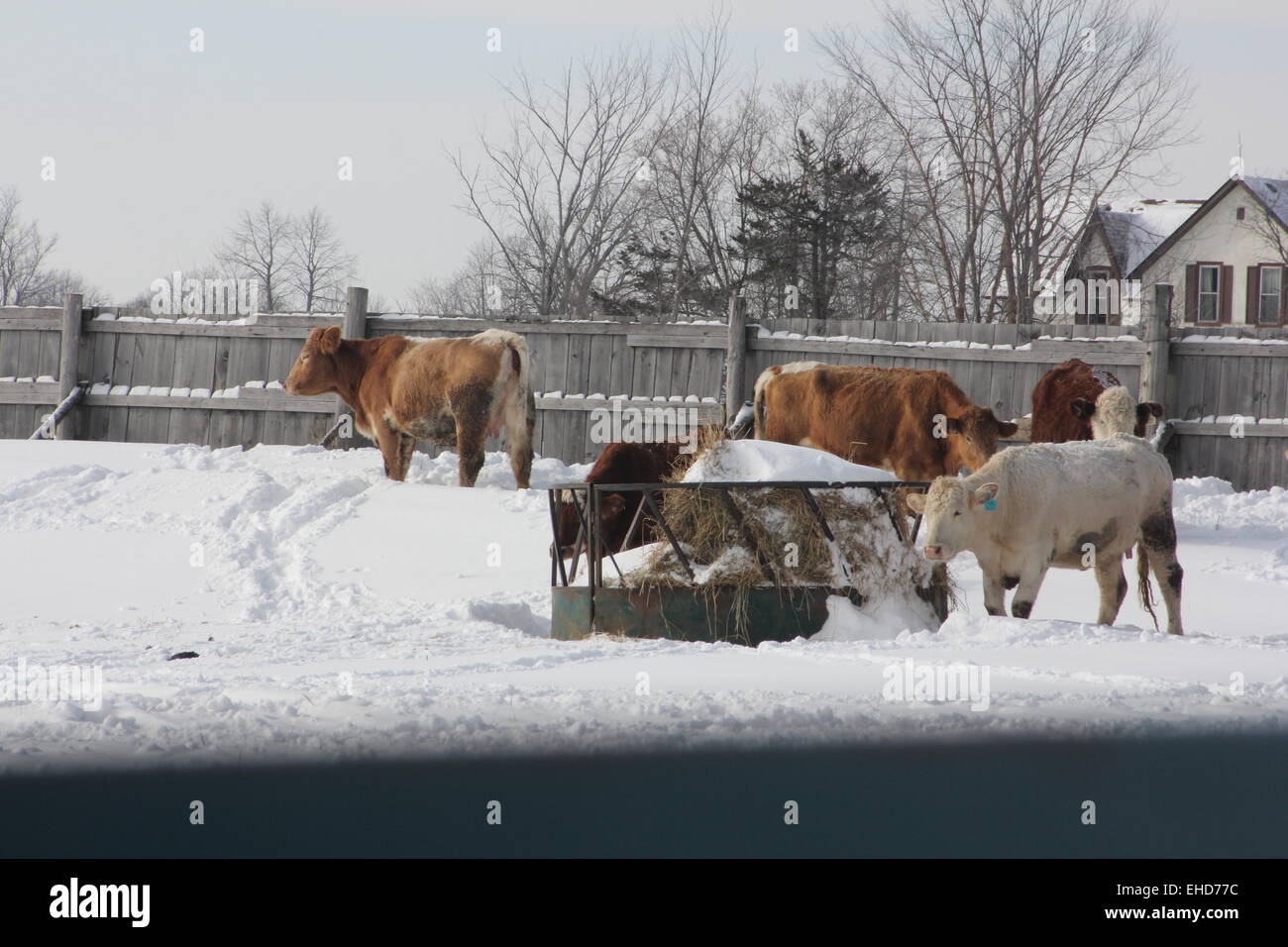 Cows in a snow covered feed transfer yard on a snowy, winter day Stock