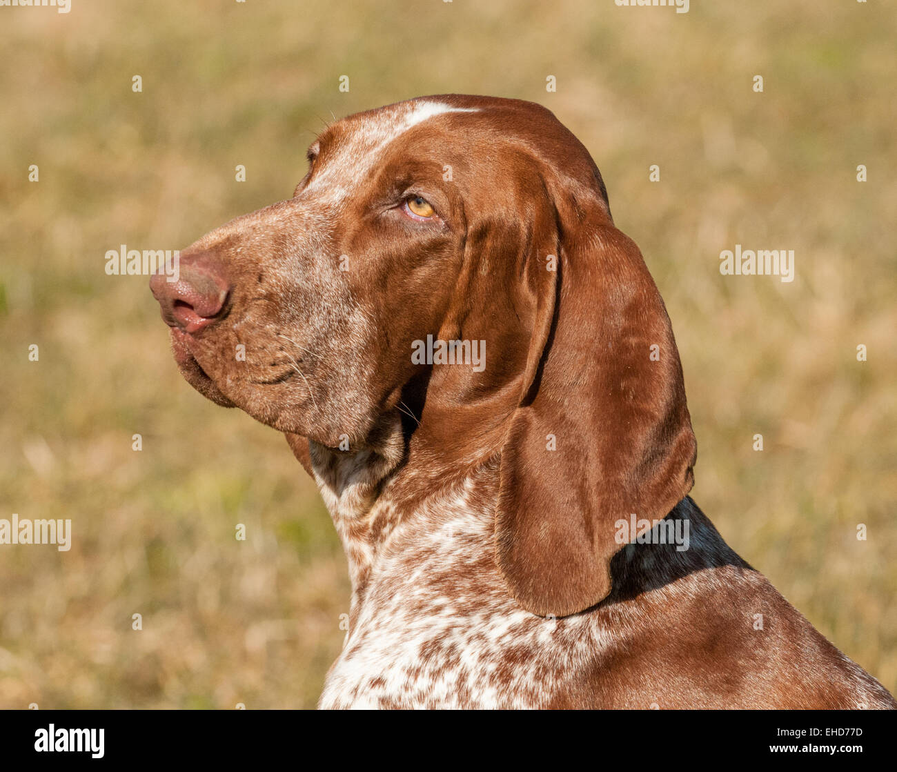 A Bracco Italiano, also called an Italian Pointer or Italian Pointing Dog Stock Photo