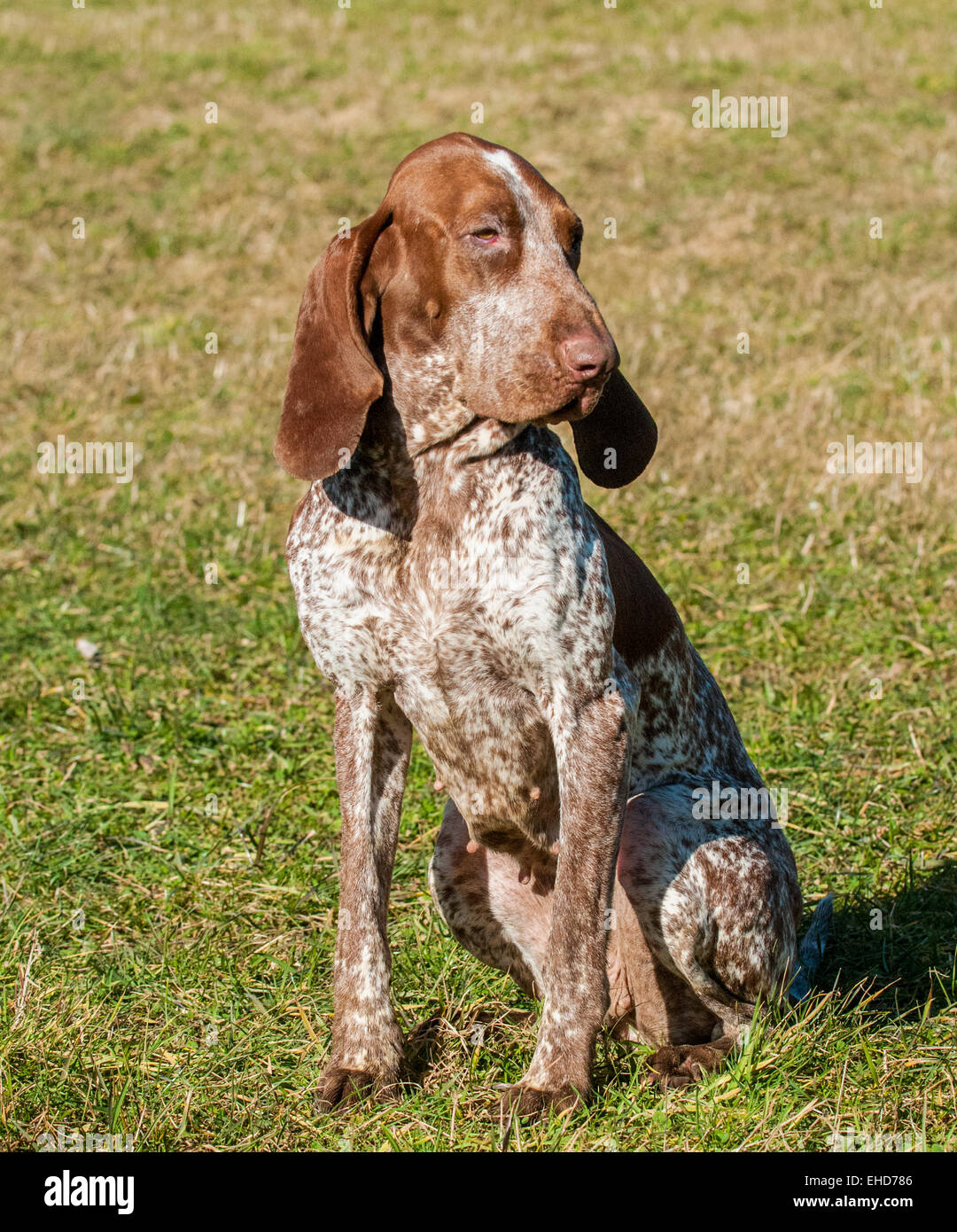 A Bracco Italiano, also called an Italian Pointer or Italian Pointing Dog Stock Photo