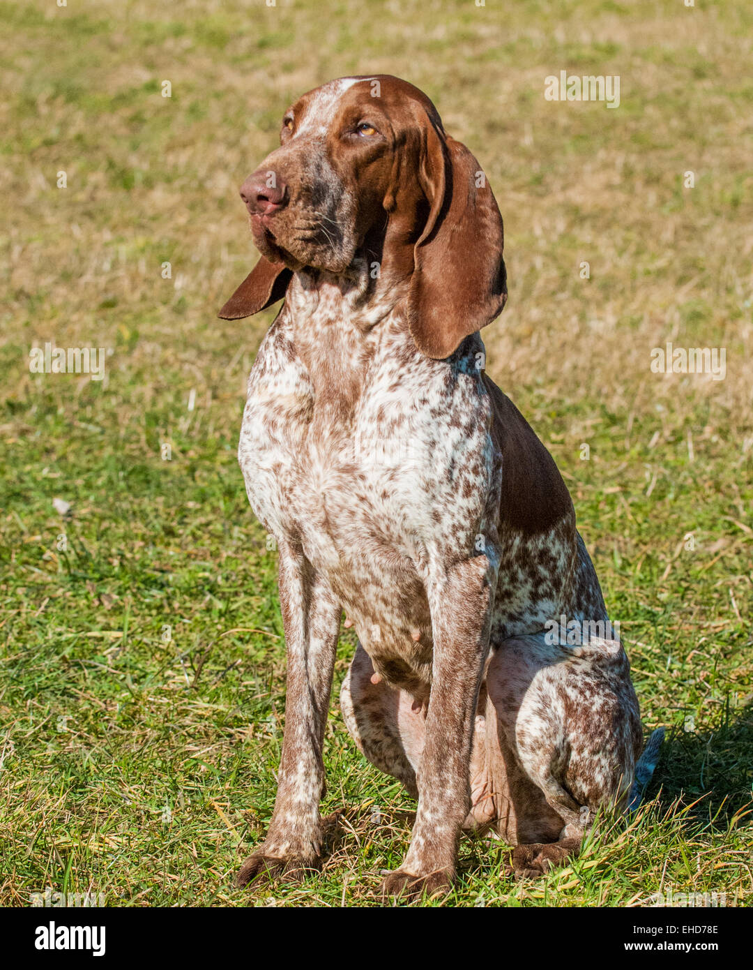 A Bracco Italiano, also called an Italian Pointer or Italian Pointing Dog Stock Photo