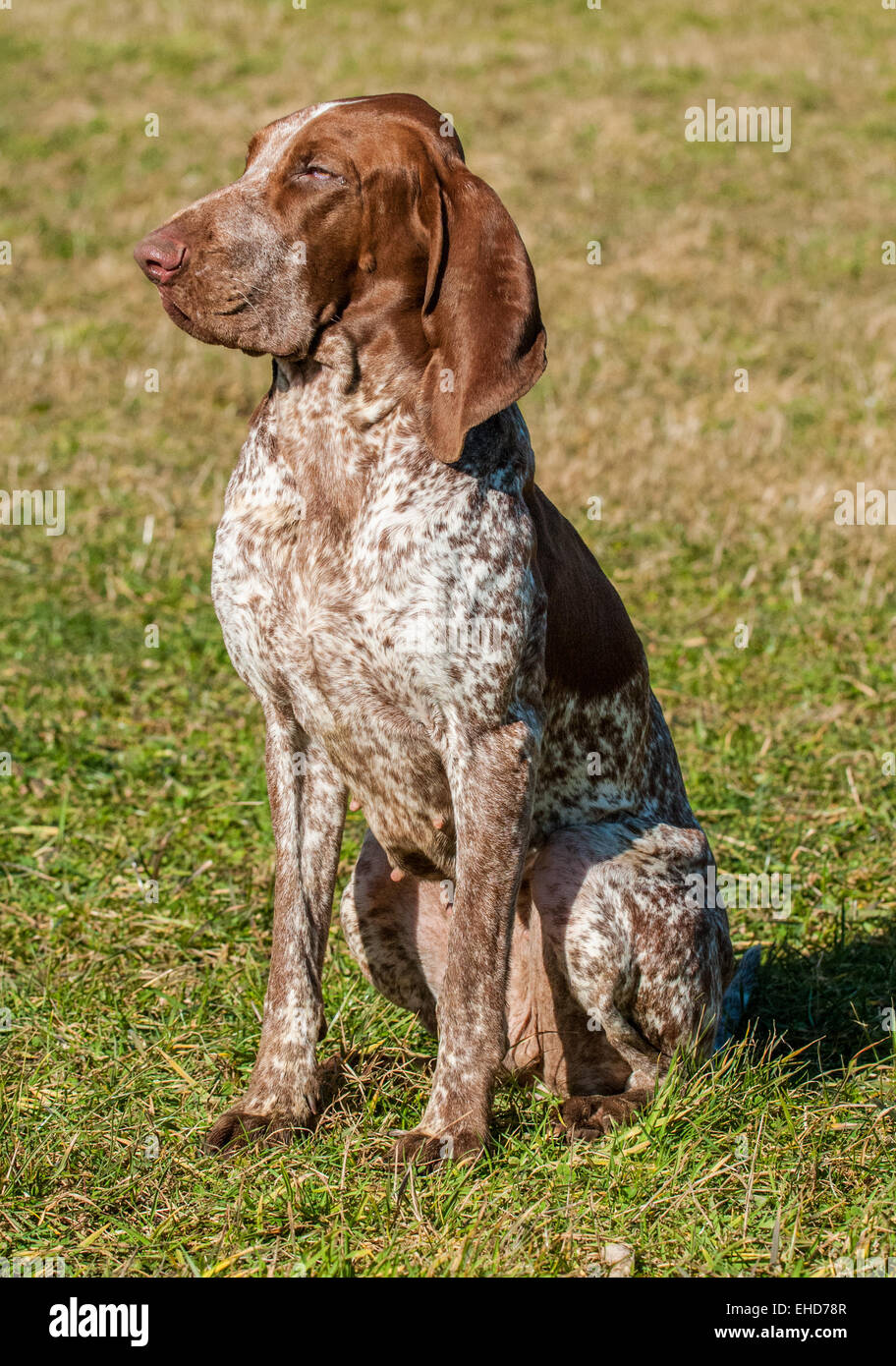 A Bracco Italiano, also called an Italian Pointer or Italian Pointing Dog Stock Photo