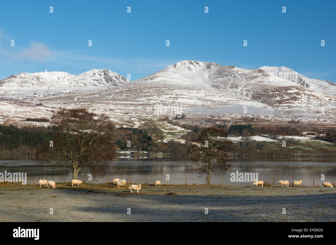 ben lawyers NTS national trust for scotland with snowy mountain and sheep feeding in field Stock Photo