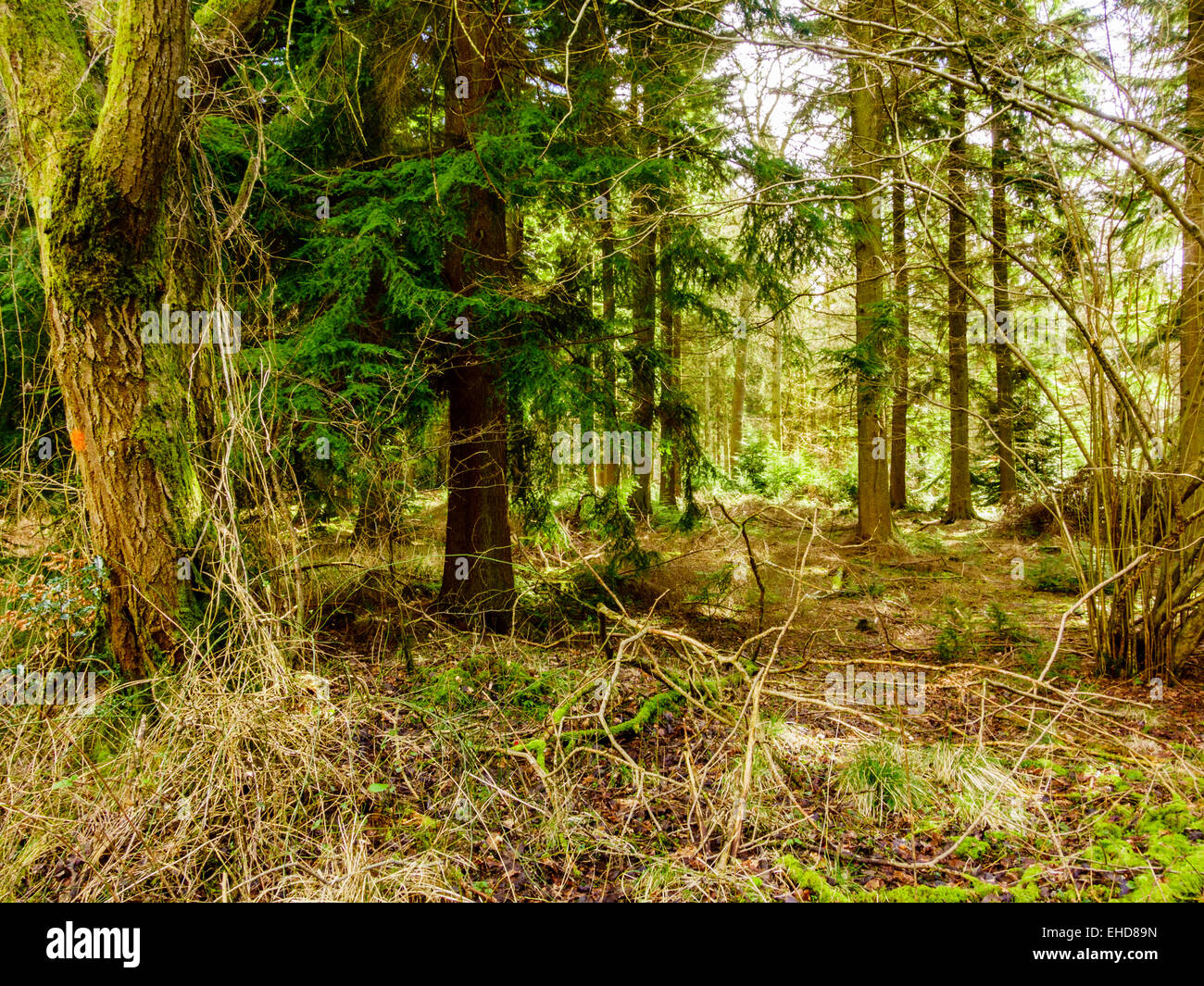 Woodland scene in the Chiltern Hills Stock Photo