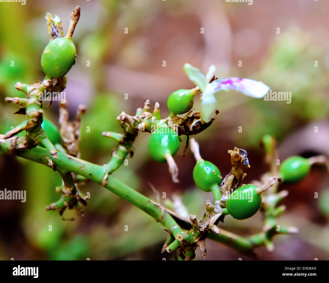 Green and unripe cardamom pods growing at plantation Stock Photo Alamy