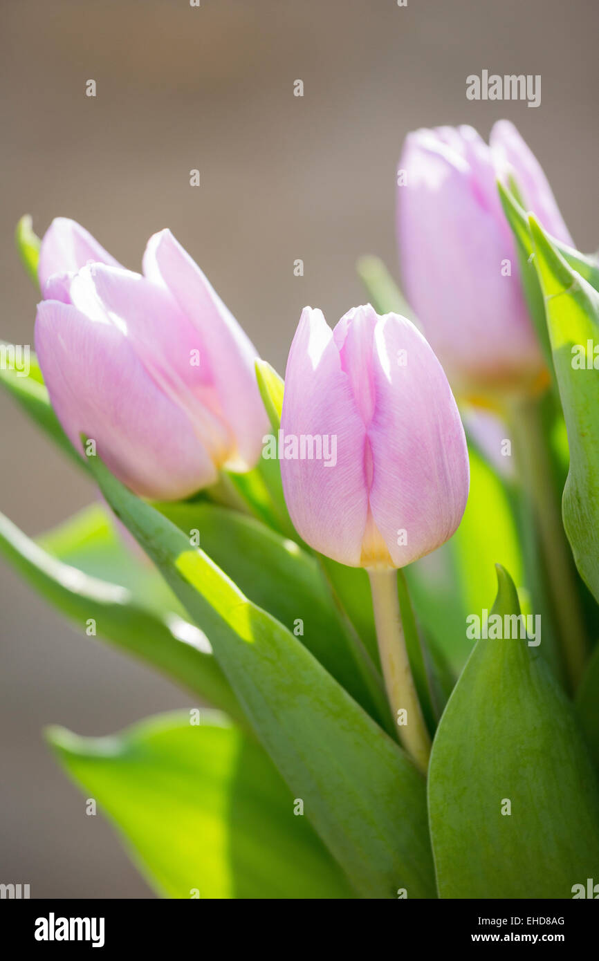 Pink Tulips in sunshine Stock Photo