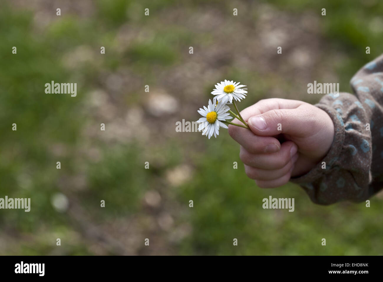 Child with daisy flower Stock Photo
