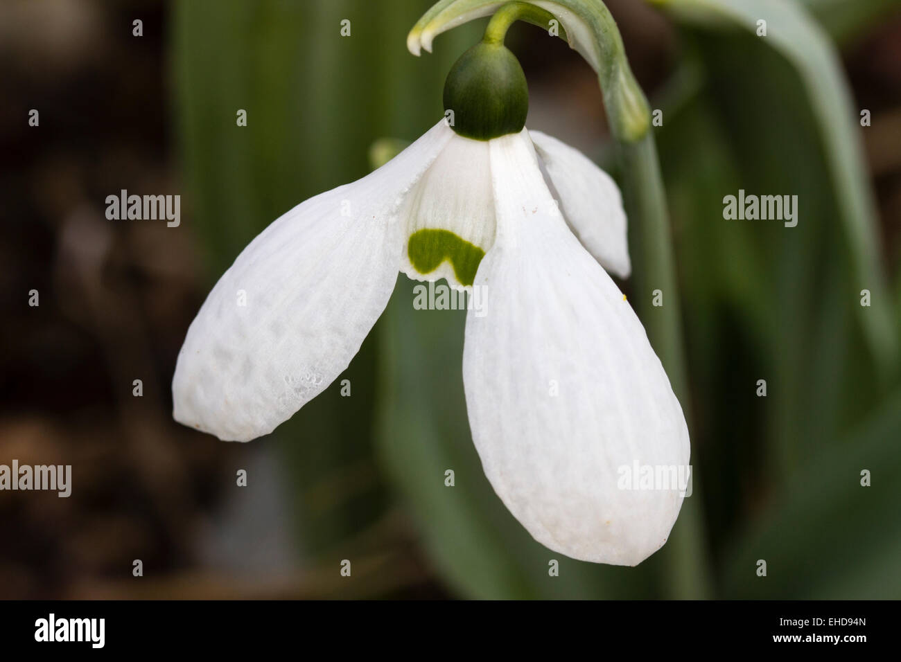 Flower of the giant snowdrop, Galanthus elwesii 'Fieldgate Tiffany' Stock Photo