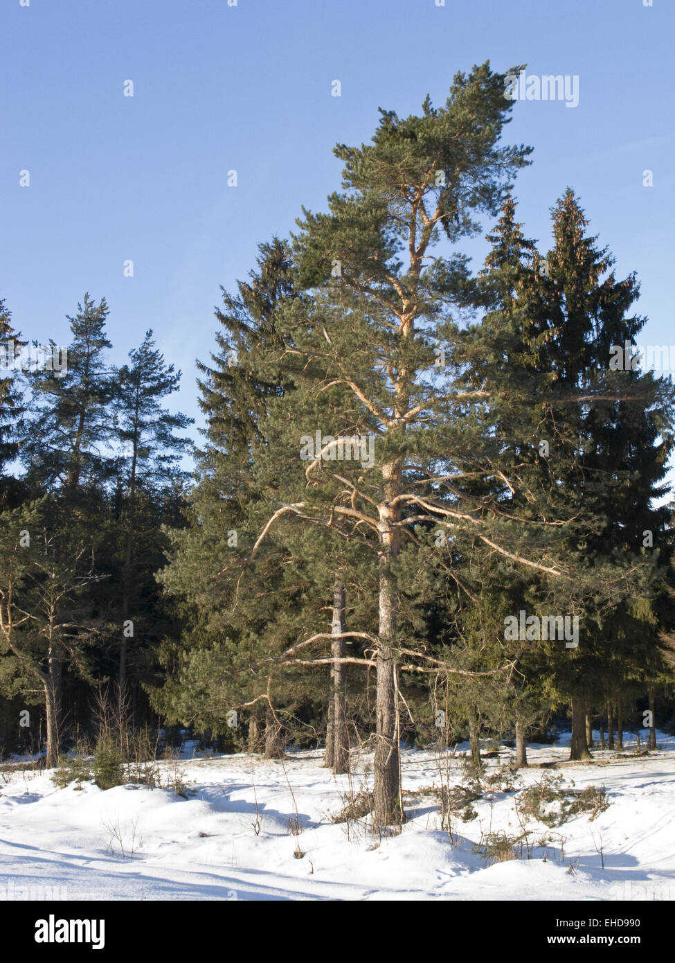 Boreal forest winter hi-res stock photography and images - Alamy