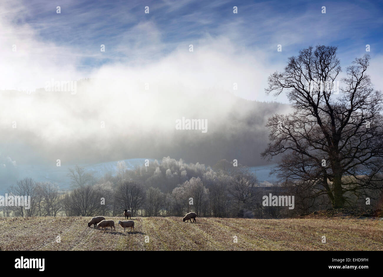 farmland with sheep & trees and wintry atmospheric ethereal / magical light Stock Photo