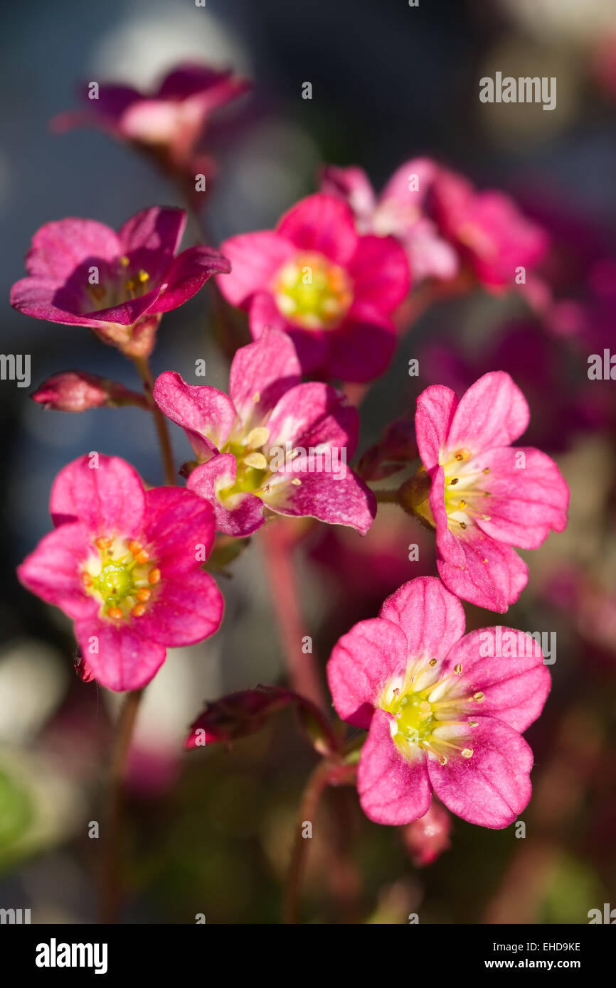 Rasen-Steinbrech - Saxifraga rosacea Stock Photo