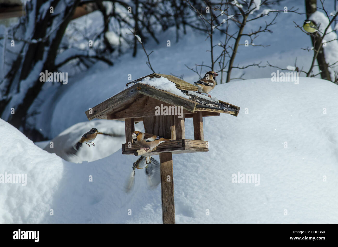 birdhouse in winter with hawfinches flying bird box, feeding birds