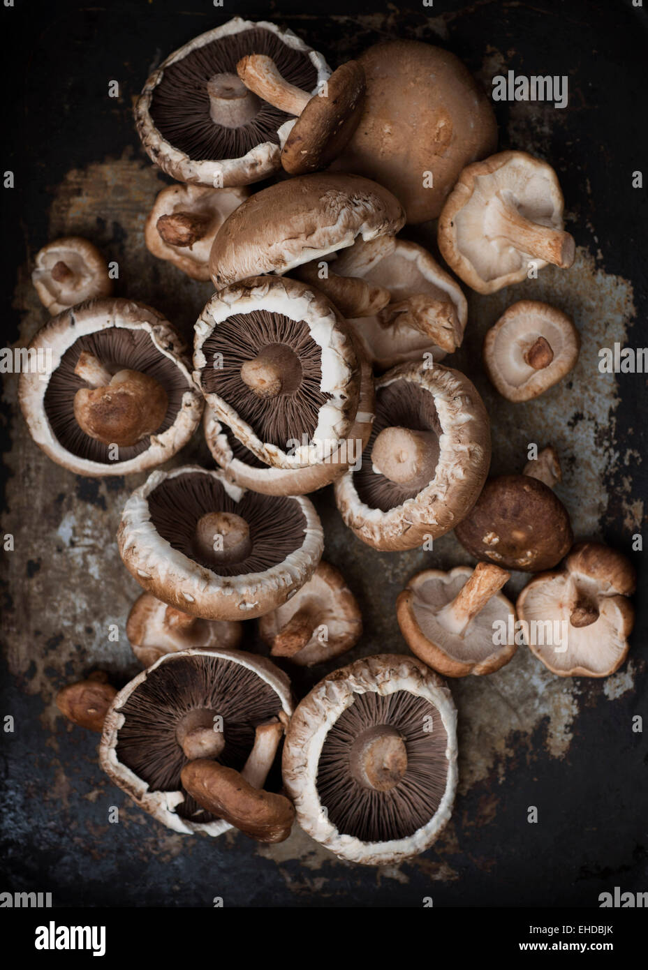 Mushrooms Stock Photo