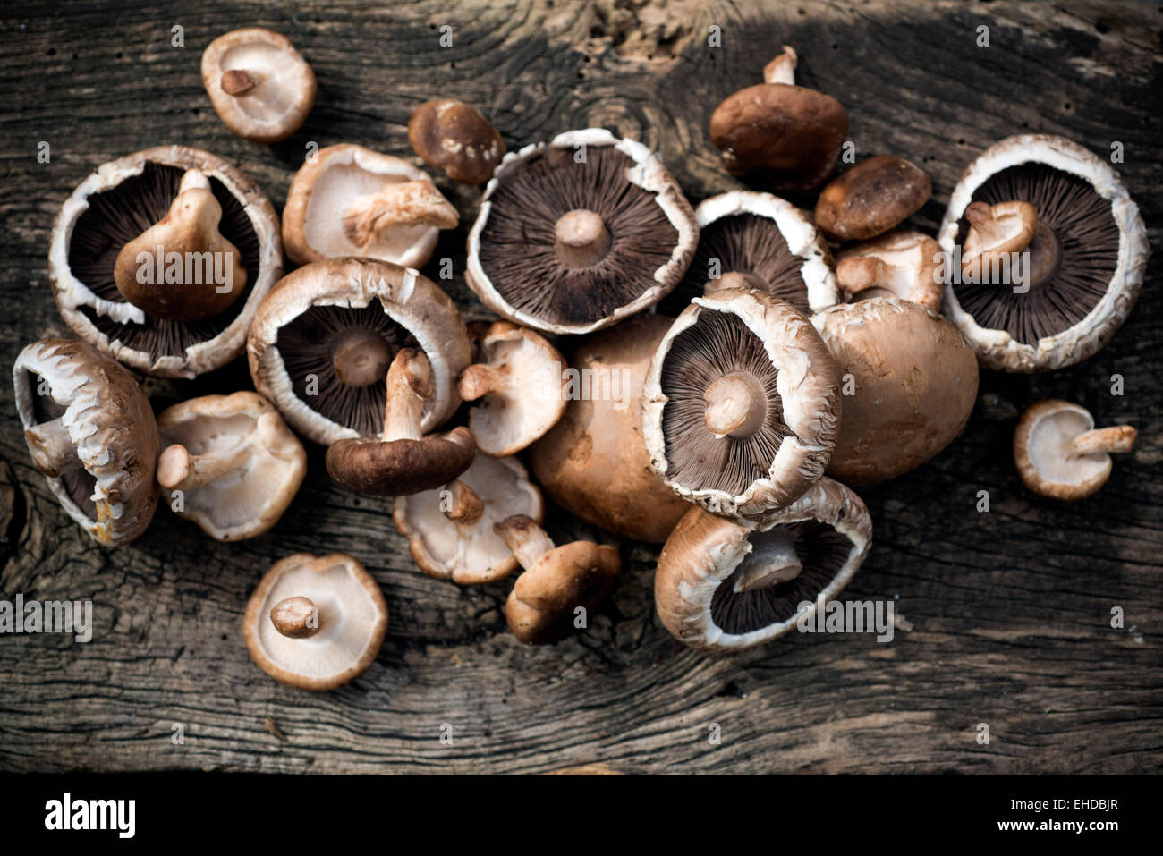 Mushrooms Stock Photo