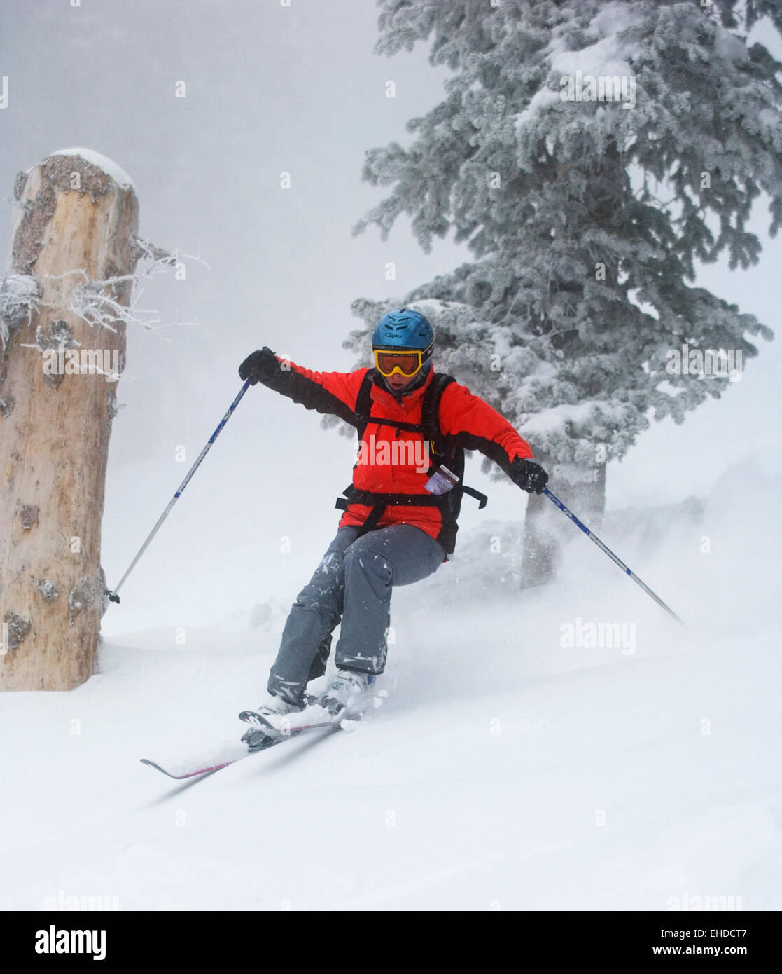 Red Jacket Snow Skier in red jacket in powder snow in trees Stock Photo - Alamy