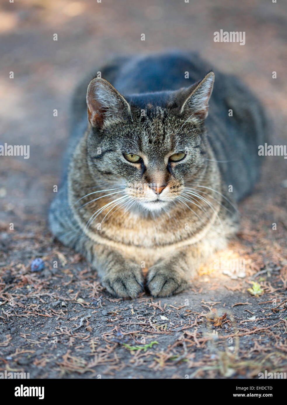 Domestic cat in the garden Stock Photo - Alamy