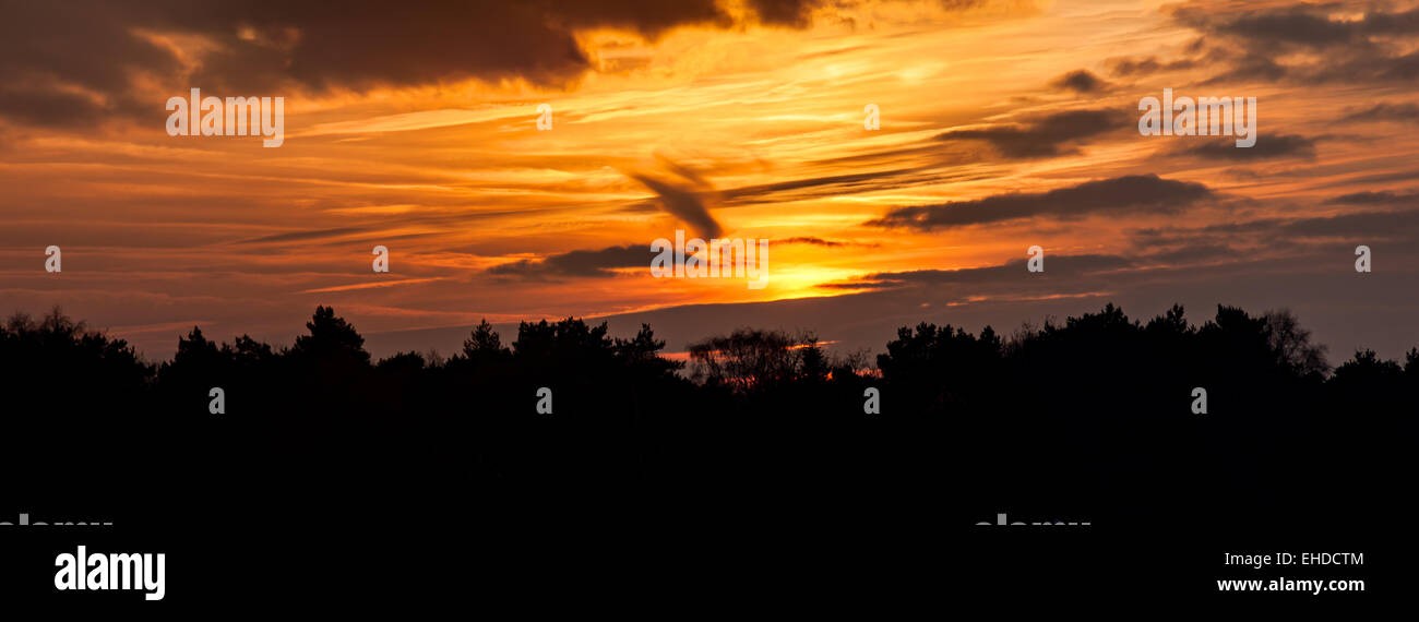 Trees and sky panorama hi-res stock photography and images - Alamy