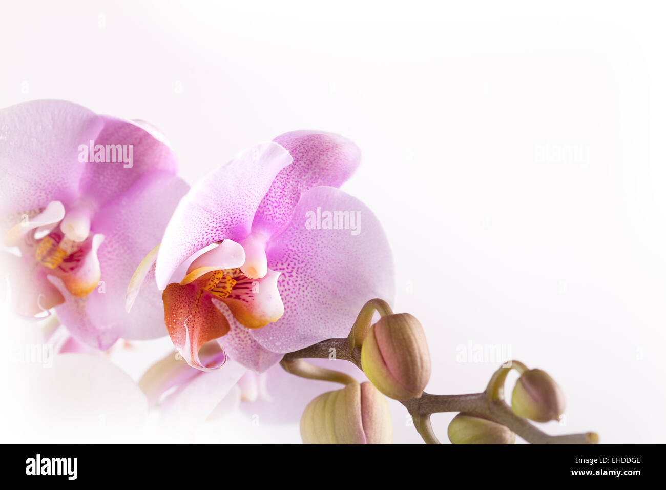 Rosa Orchidee Stock Photo
