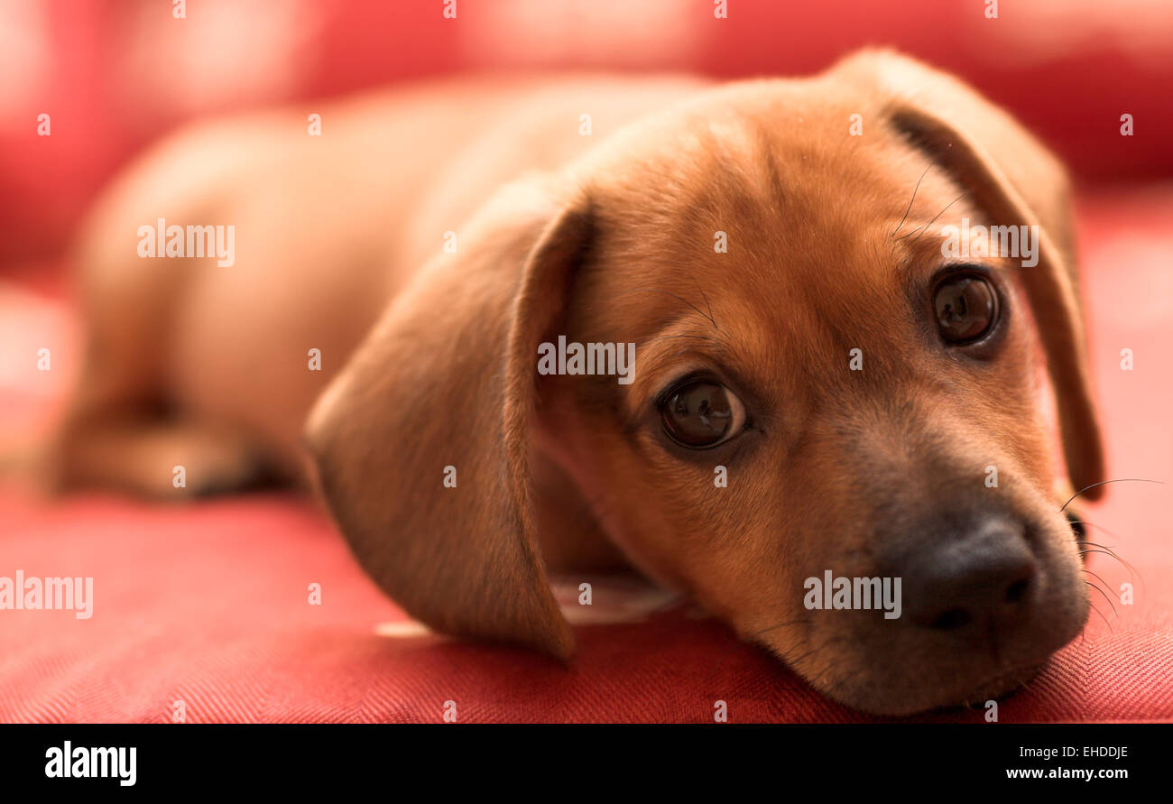 Dachshund puppy lay on red sofa Stock Photo