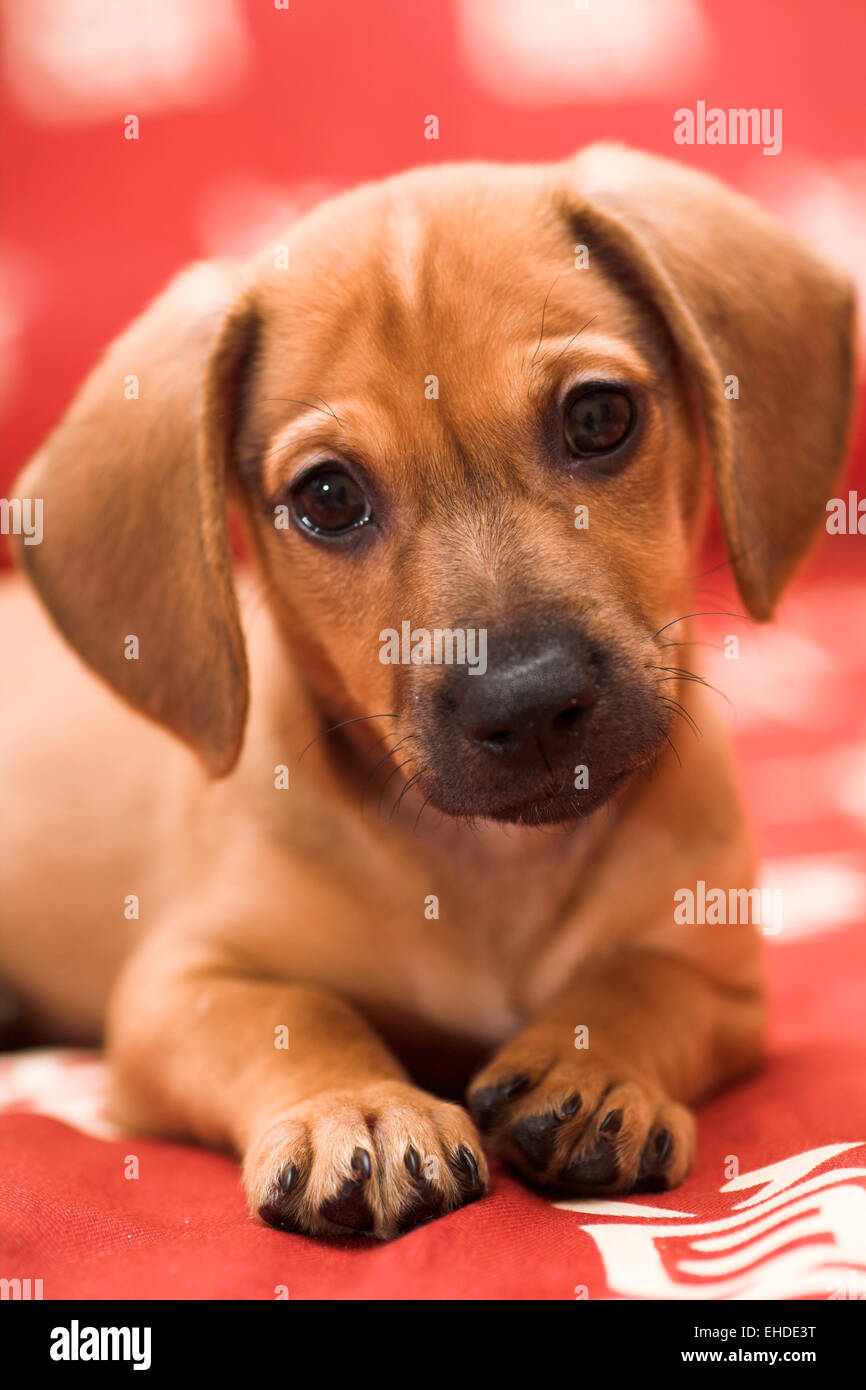 Dachshund puppy lay on red sofa Stock Photo