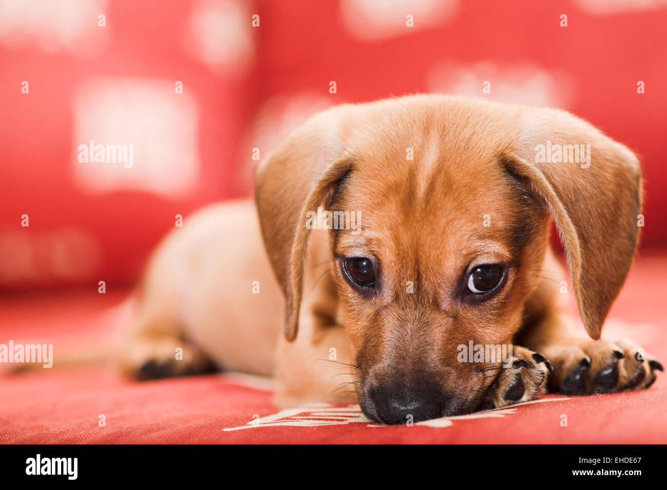 Doxie puppy hi res stock photography and images Page 2 Alamy