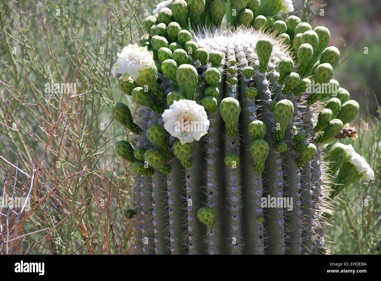 Bluehender Kaktus / Bloom Cactus Stock Photo