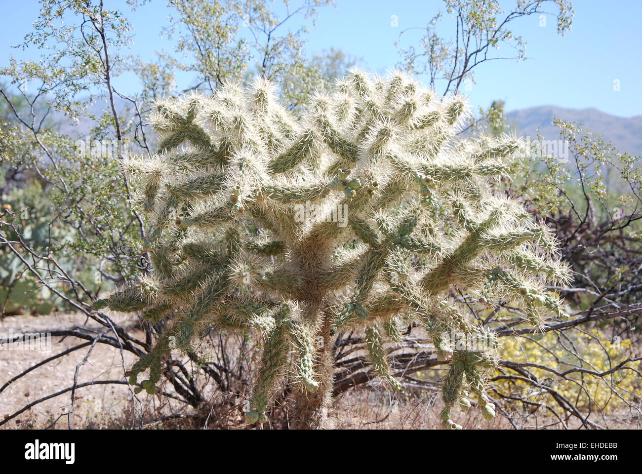 Bluehender Kaktus / Bloom cactus Stock Photo