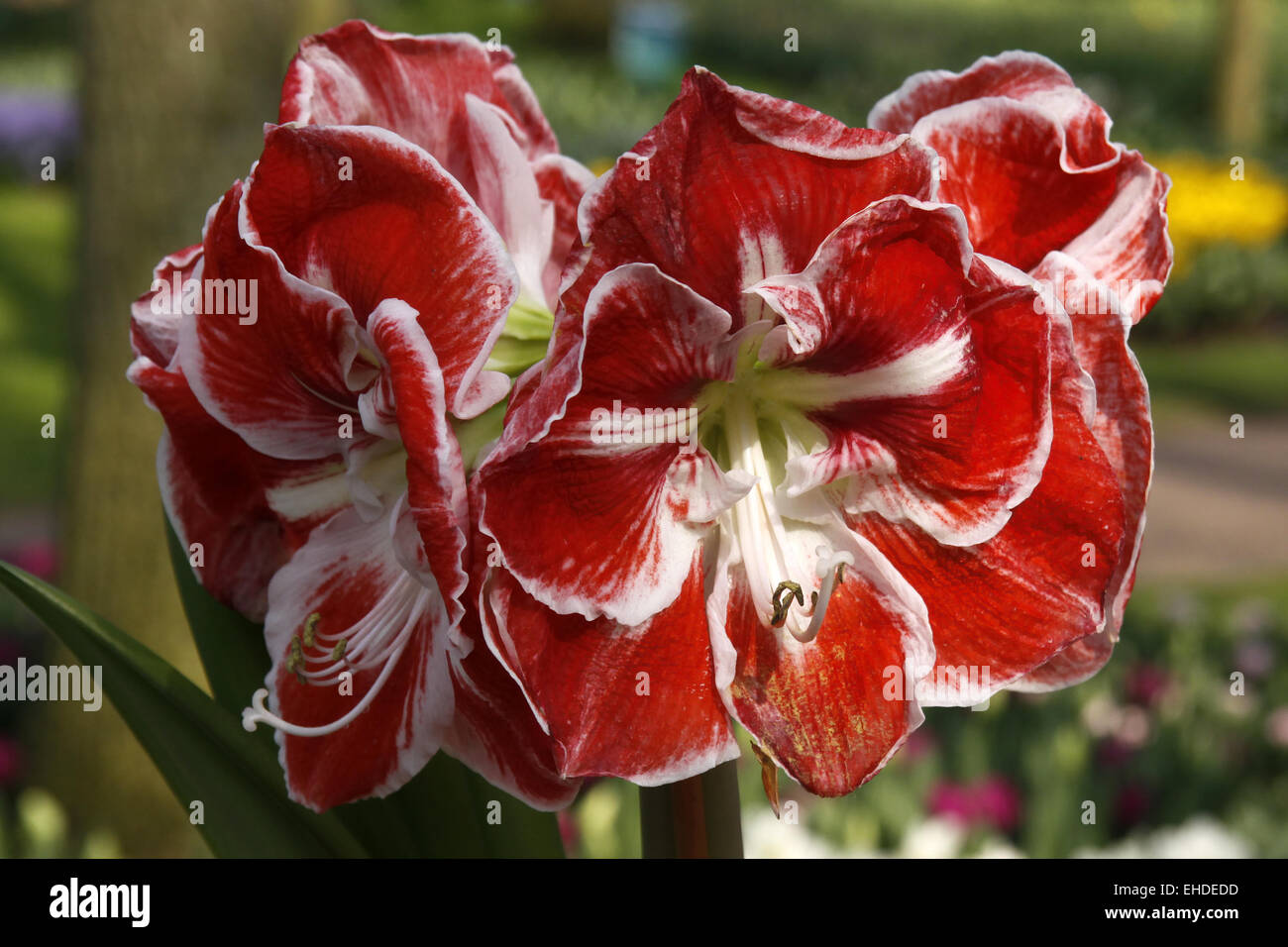 Hippeastrum hybrid, amaryllis, amaryllis Stock Photo - Alamy