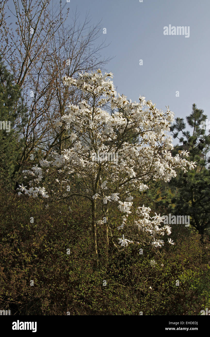 star magnolia Stock Photo