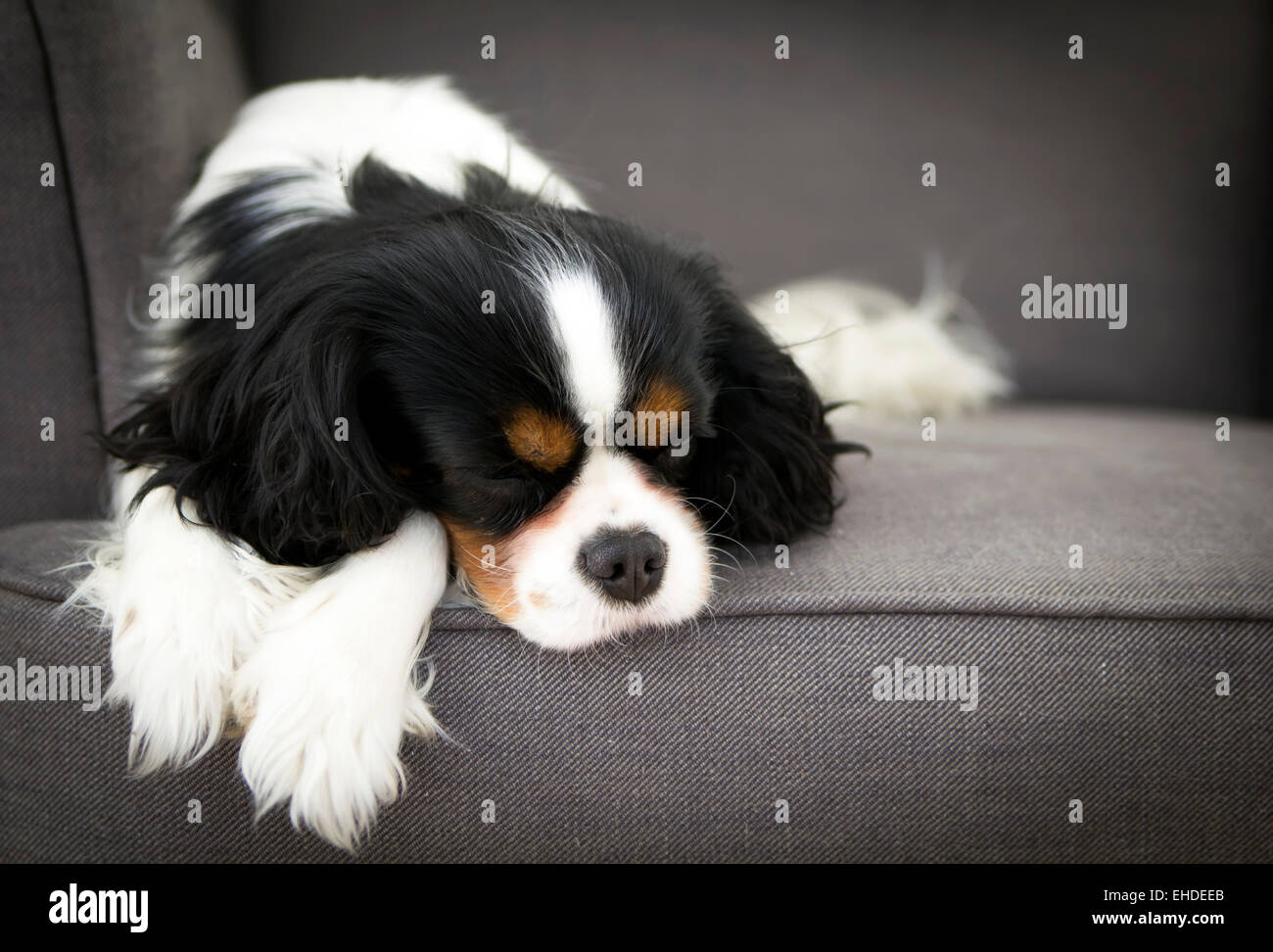 cute dog sleeping on the sofa Stock Photo Alamy