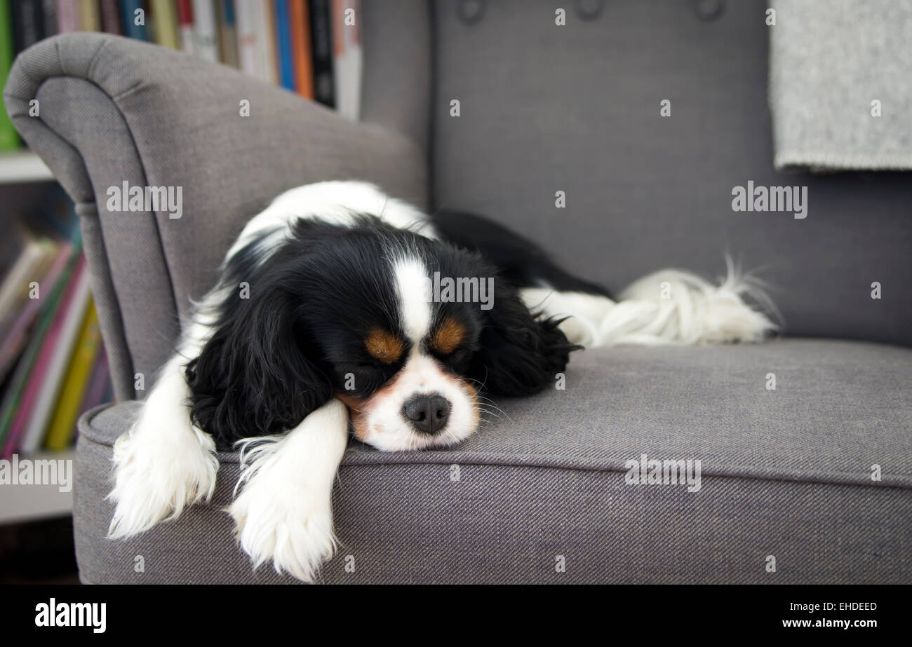 cute dog sleeping on the sofa Stock Photo Alamy