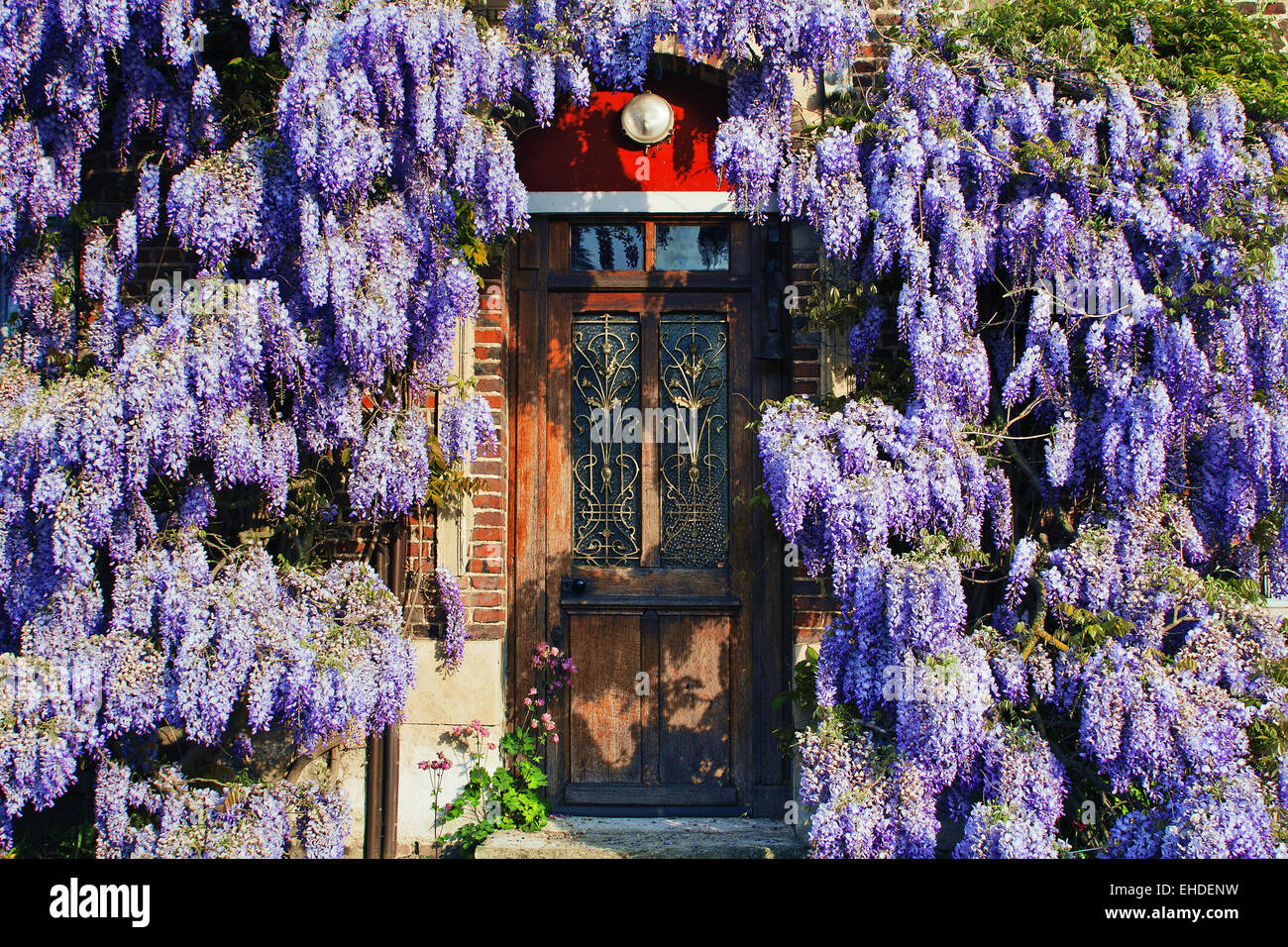 front door with wisteria, Normandy, France Stock Photo