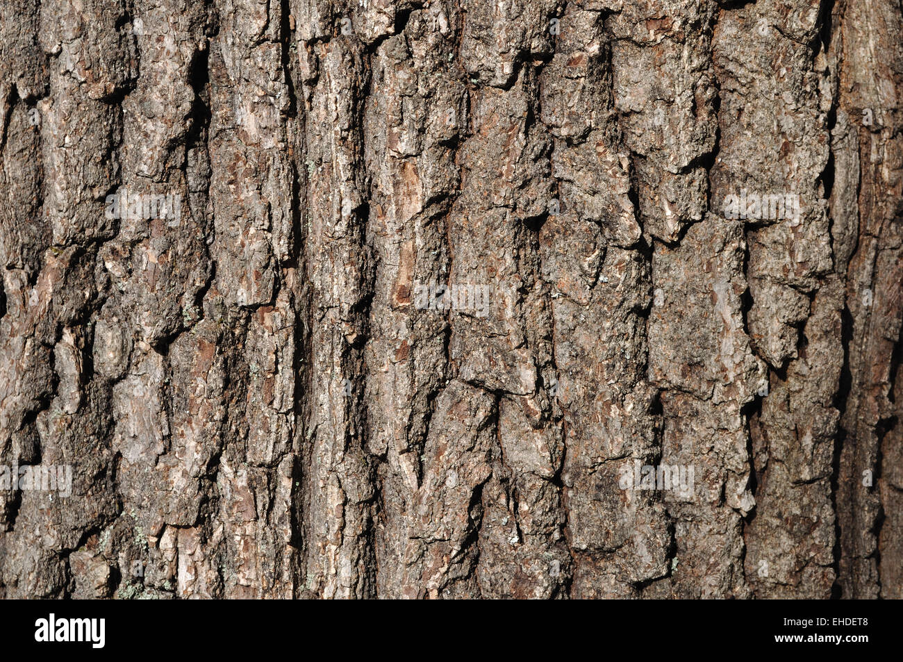 Close up of old oak bark surface texture Stock Photo
