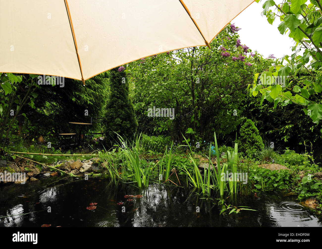 Garden pond in the rain garden weather Stock Photo