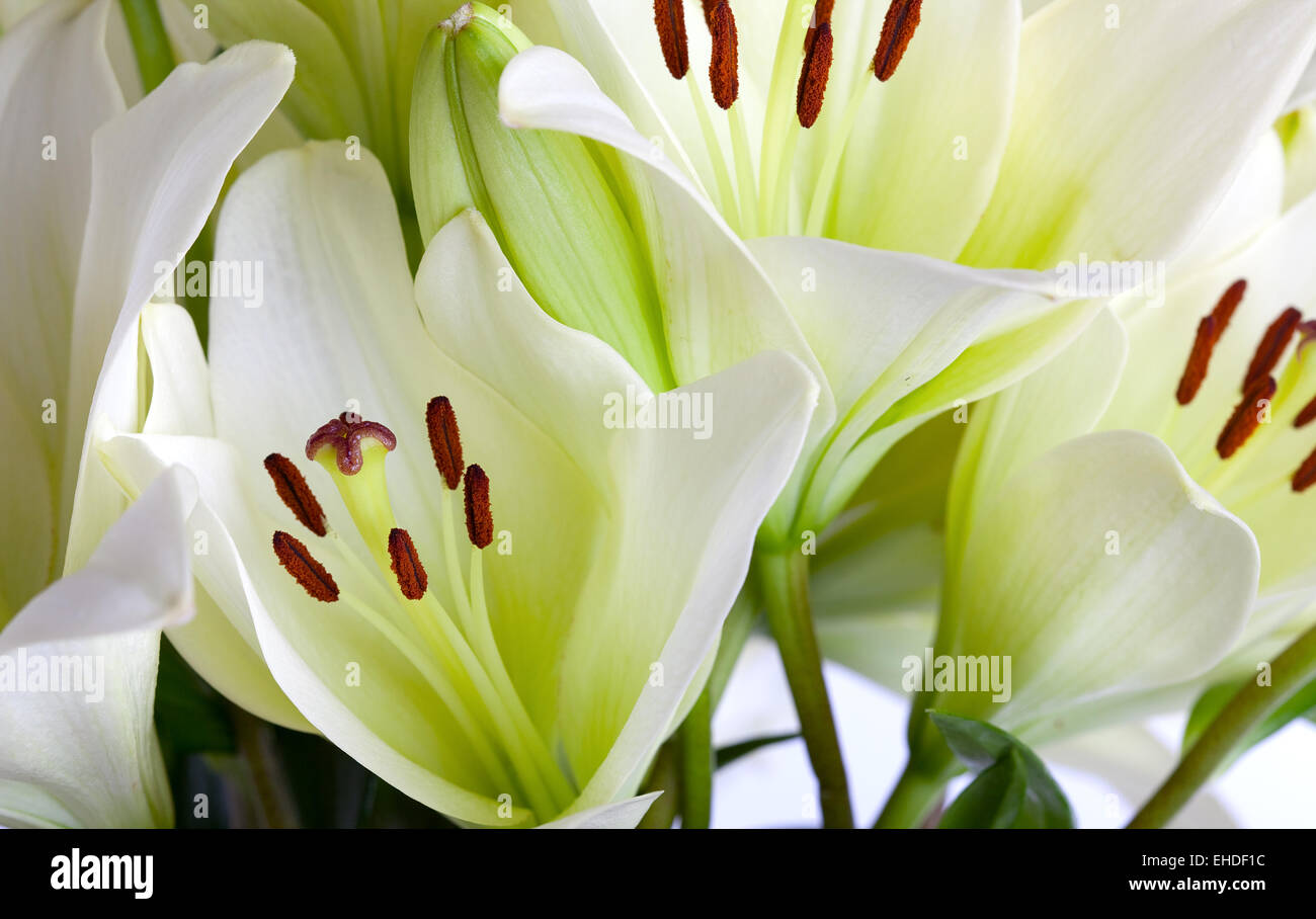 Weiße Lilien Stock Photo
