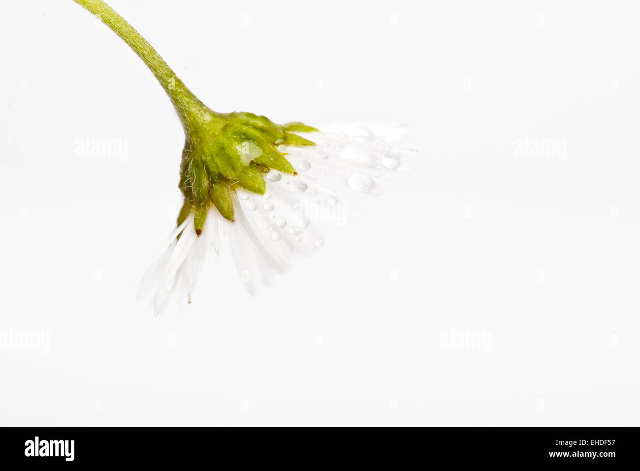 Gänseblümchen Bellis perennis mit Tautropfen Stock Photo