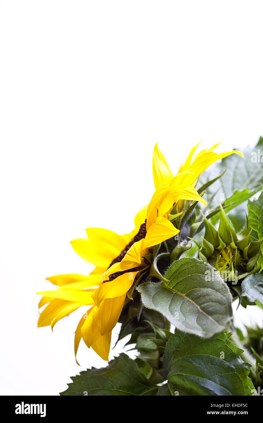 Sonnenblume Helianthus annuus Stock Photo