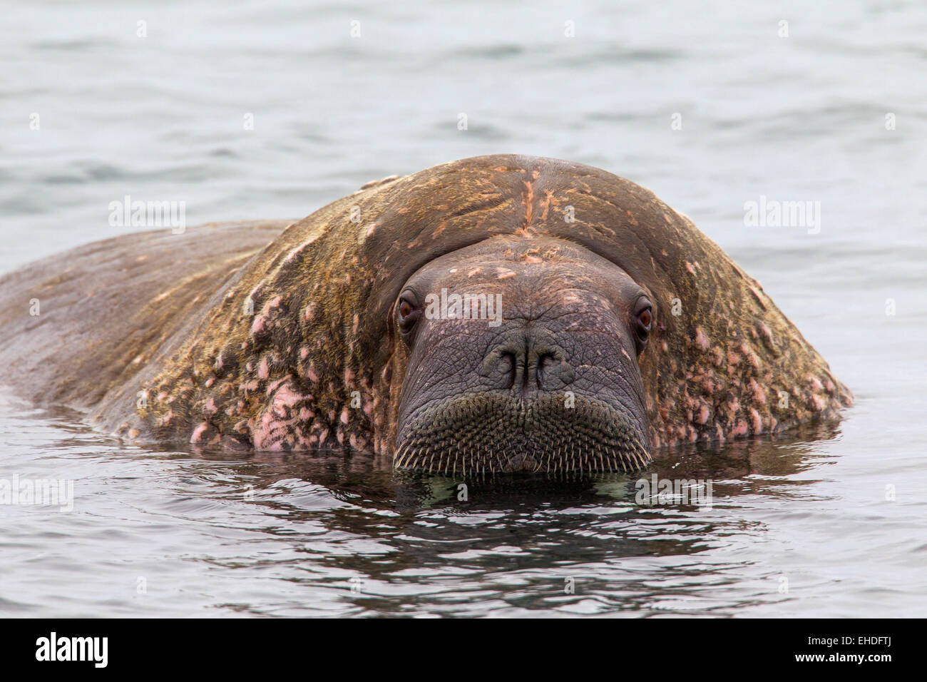 Walrus (Odobenus rosmarus) close up of bull swimming in the Arctic sea Stock Photo