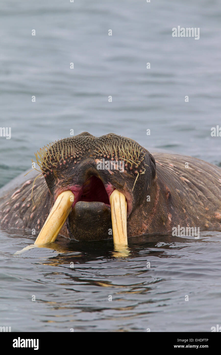 Walrus Odobenus Rosmarus Close Up Of Bull With Large Tusks Swimming walrus-odobenus-rosmarus-close-up-of-bull-with-large-tusks-swimming
