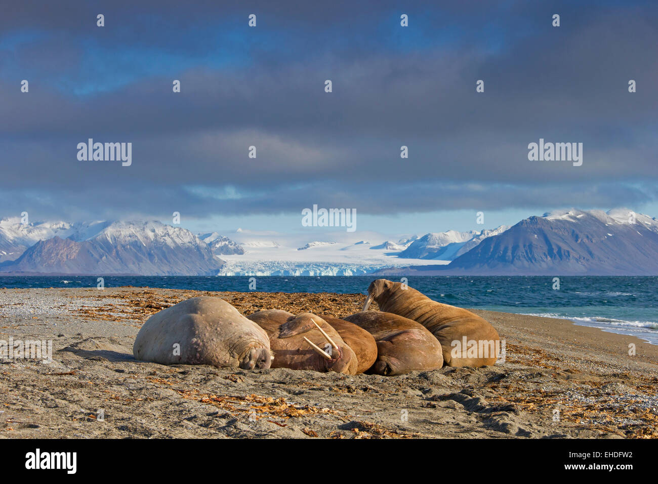 Group of walruses (Odobenus rosmarus) resting on the beach along the Arctic ocean coast, Svalbard, Norway Stock Photo