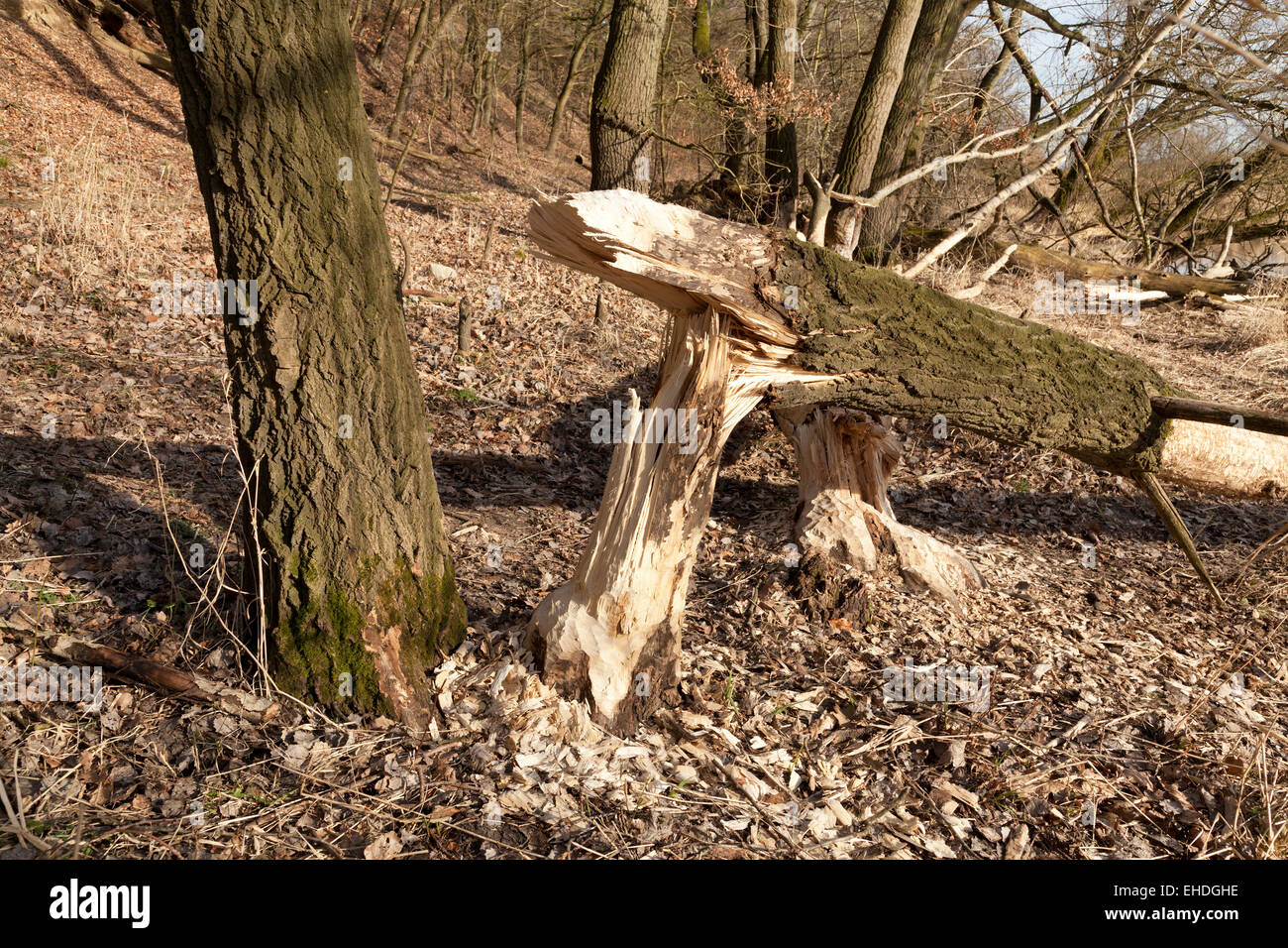 beaver damage near Sandkrug, Schnakenbek, Schleswig-Holstein, Germany Stock Photo