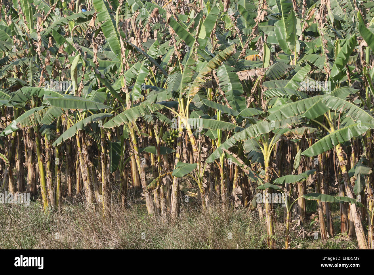 Banana Tree Stock Photo