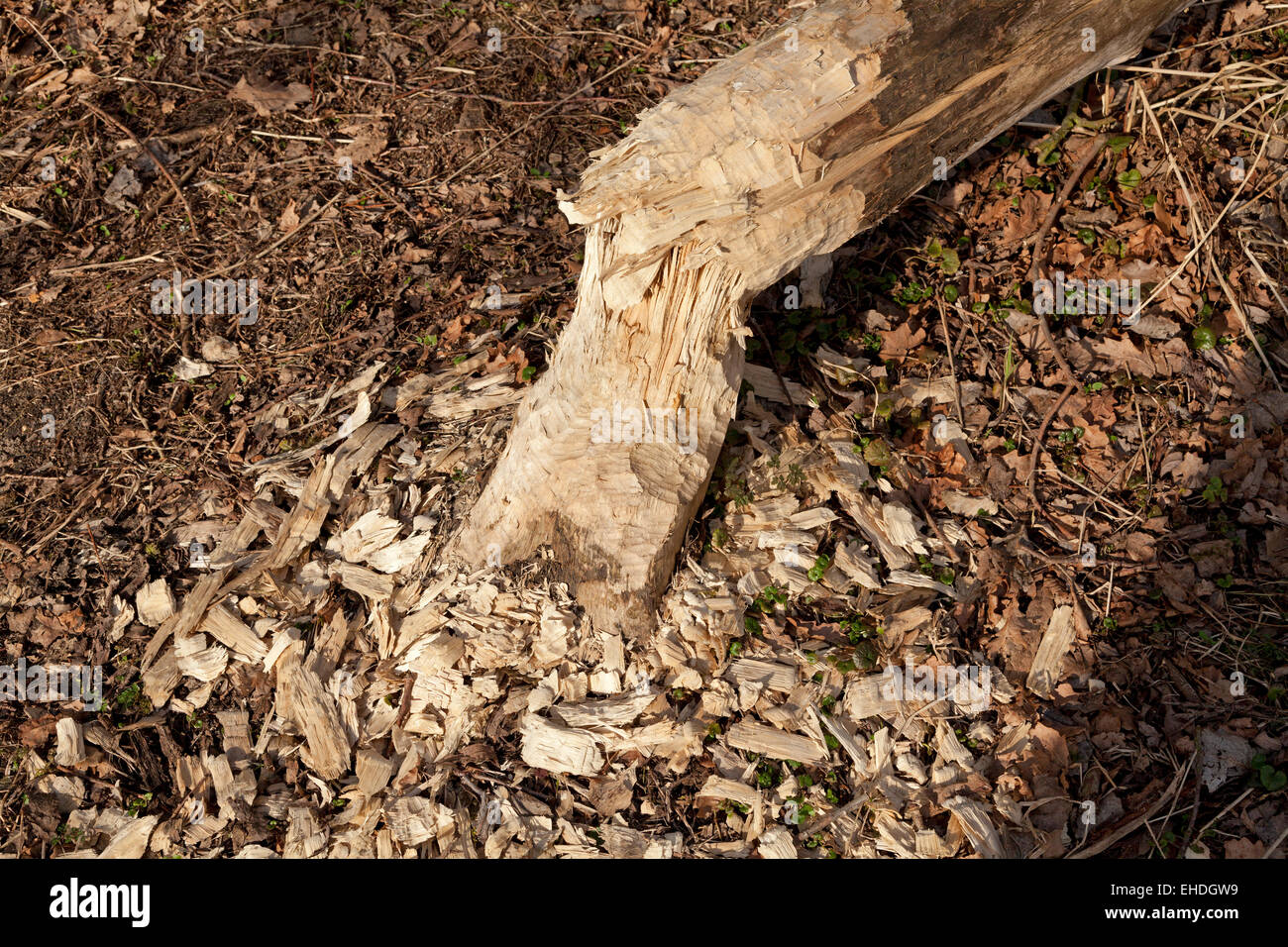 beaver damage near Sandkrug, Schnakenbek, Schleswig-Holstein, Germany Stock Photo