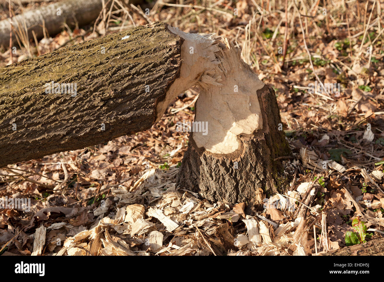 beaver damage near Sandkrug, Schnakenbek, Schleswig-Holstein, Germany Stock Photo