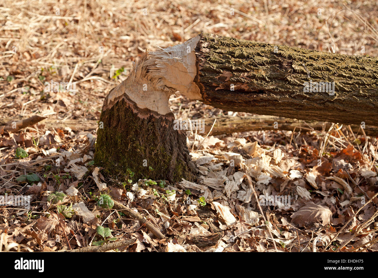 beaver damage near Sandkrug, Schnakenbek, Schleswig-Holstein, Germany Stock Photo