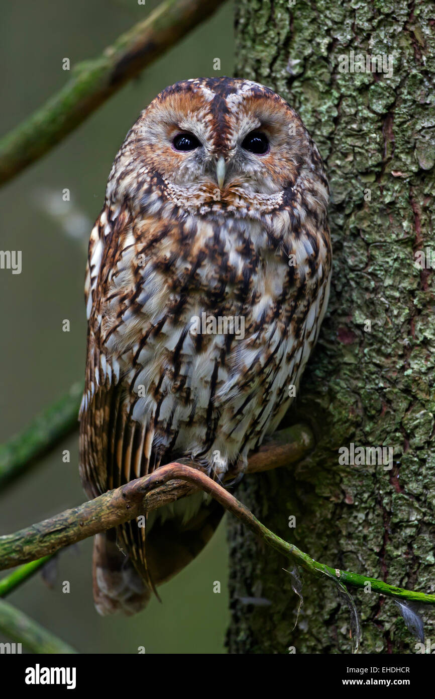 Tawny owl / brown owl (Strix aluco) perched in pine tree in coniferous forest Stock Photo