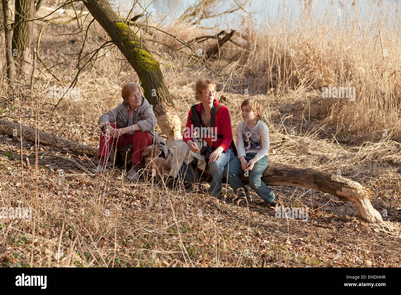 family sitting on a tree felled by a beaver near Sandkrug, Schnakenbek, Schleswig-Holstein, Germany Stock Photo